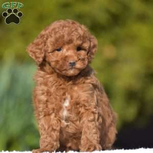 Kassie, Miniature Poodle Puppy